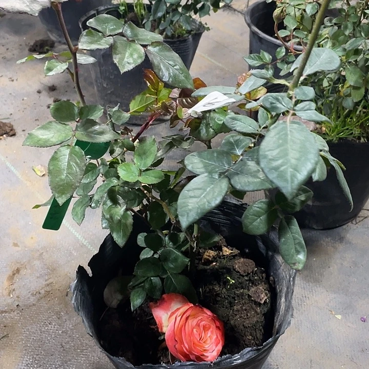 少量花朵（建议范围：2朵-5朵 或40%以下）46