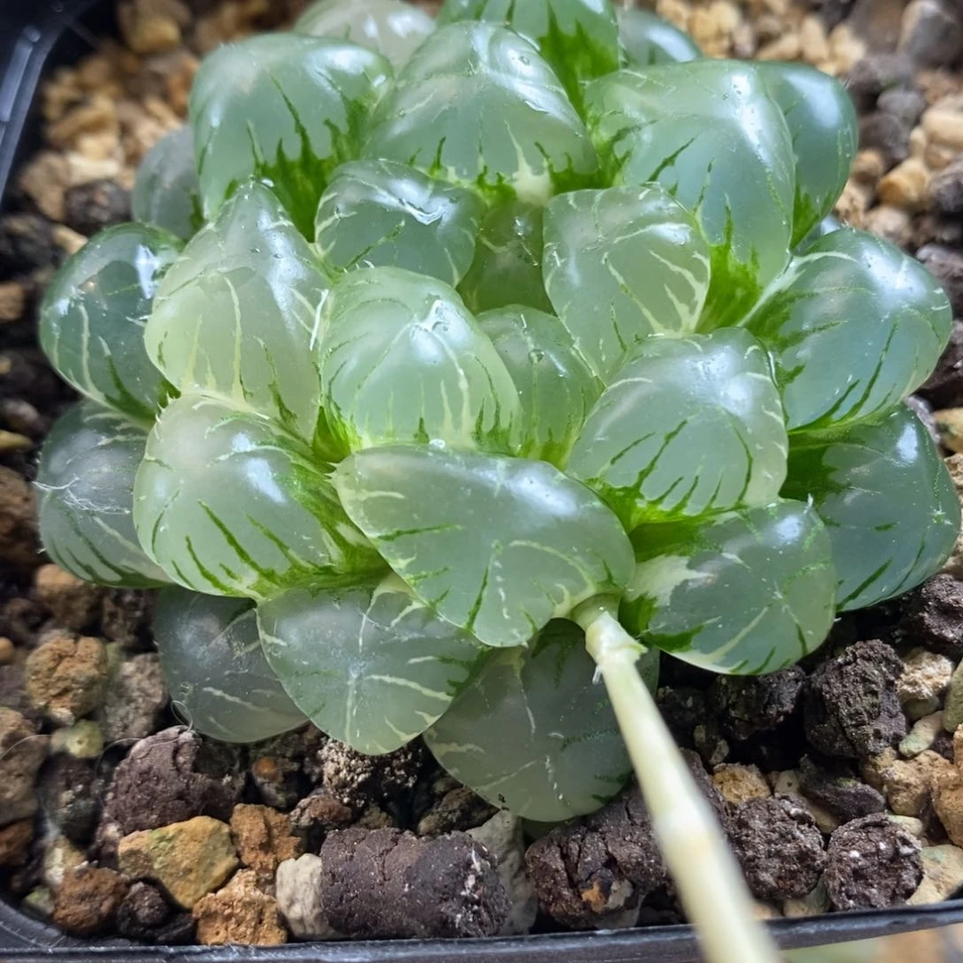 204湖水玉露锦一物一拍