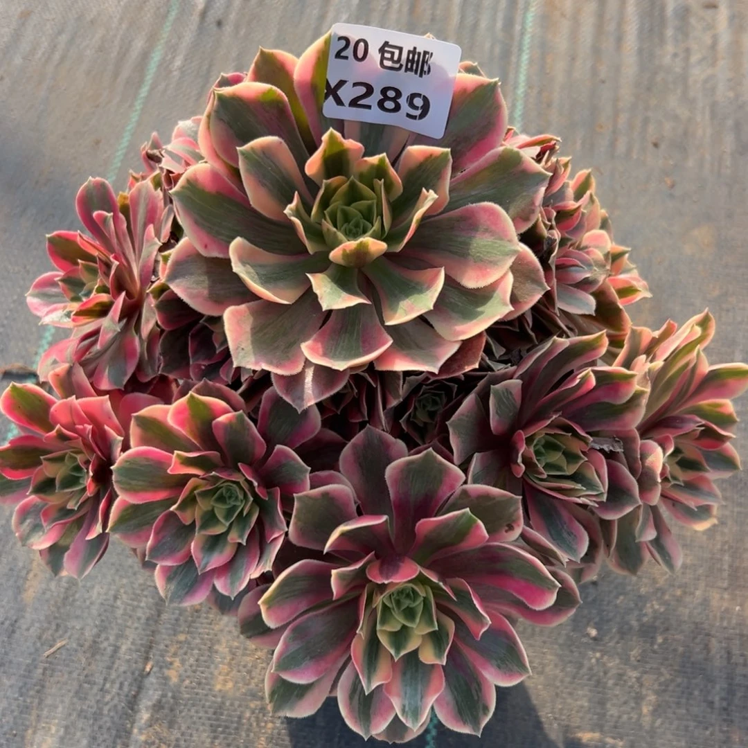 289女妖，满20包邮嘟叮熊