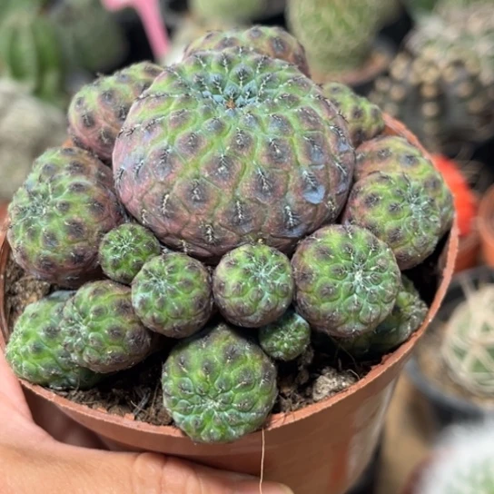 完全开放紫丽丸群