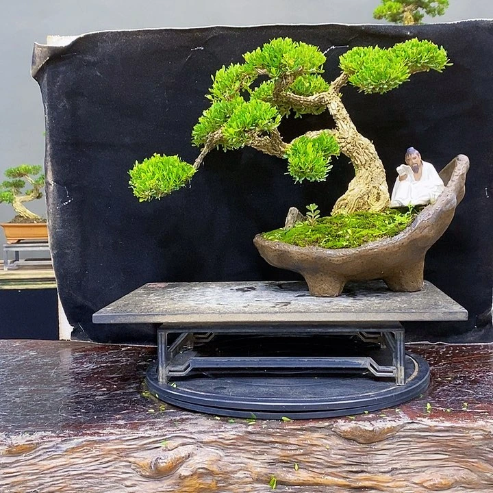 无花朵黄杨盆景四季常青不落叶