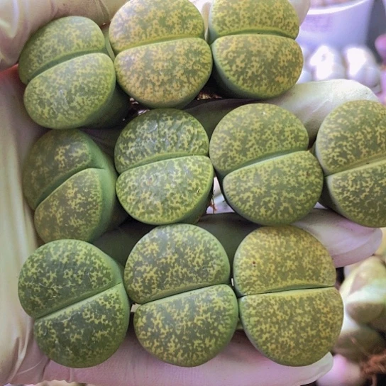 无花朵0530，2.5-2.7厘米如图10棵