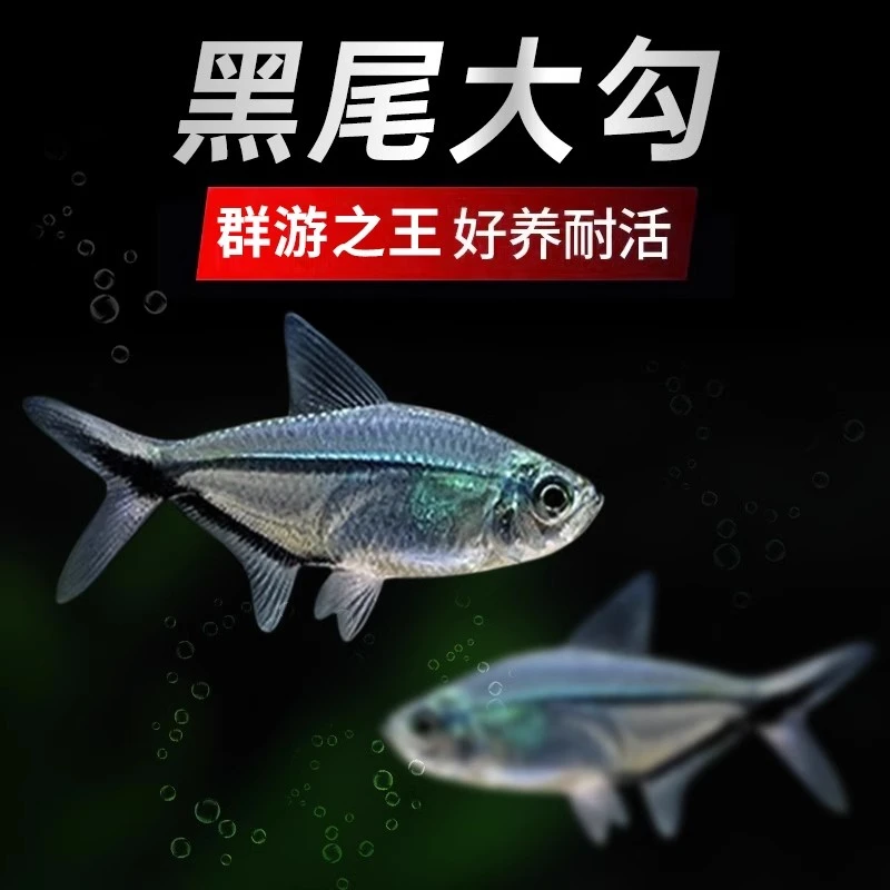 黑尾大勾群游鱼草缸小型活体热带观赏鱼淡水天使红大勾扯旗灯科鱼