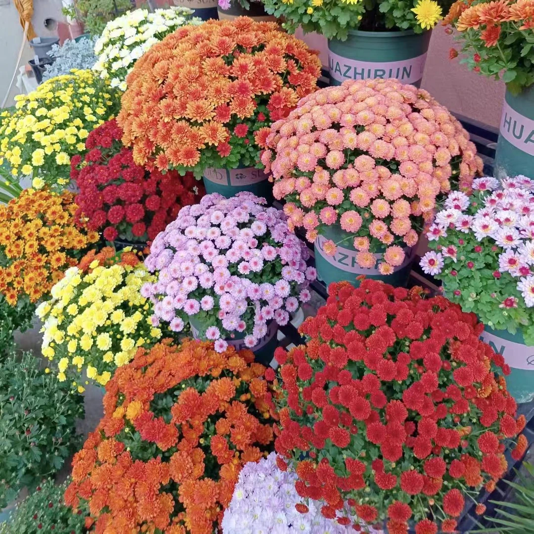 【150盆球菊】千头菊耐寒耐晒盆栽地栽阳台庭院花园花卉绿植多年生