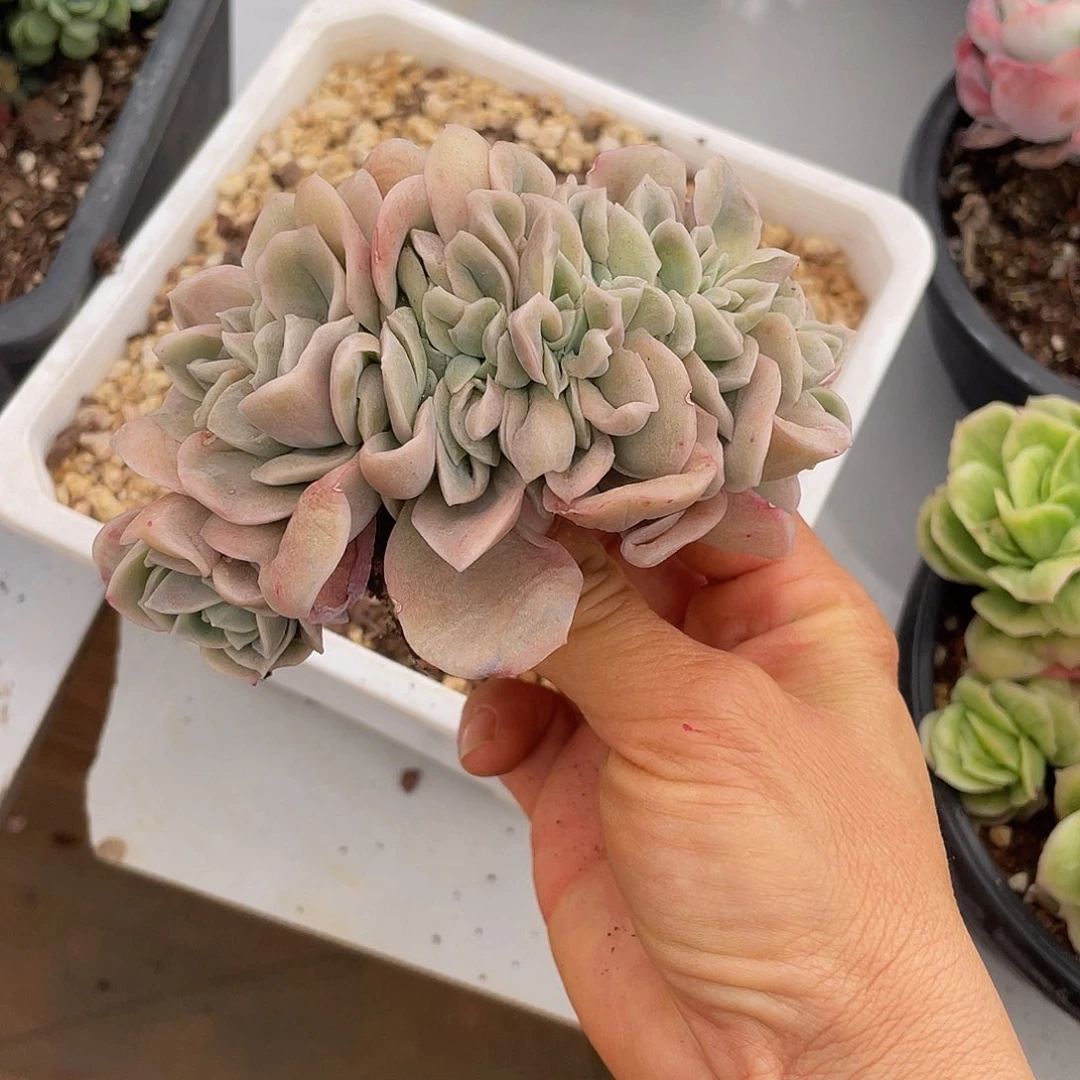 005可爱玫瑰缀多肉