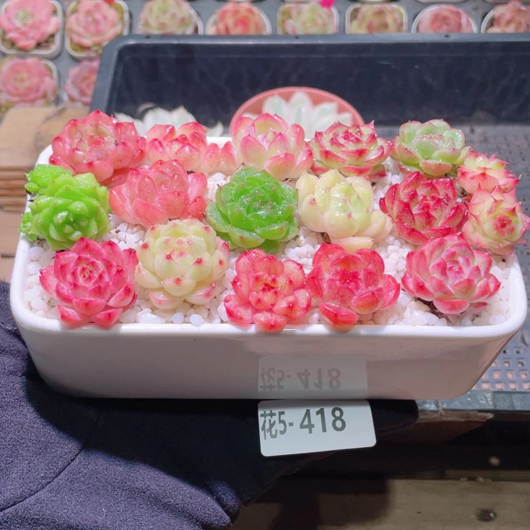 花利美5-418拼盘含盆土铺面镊子分开发