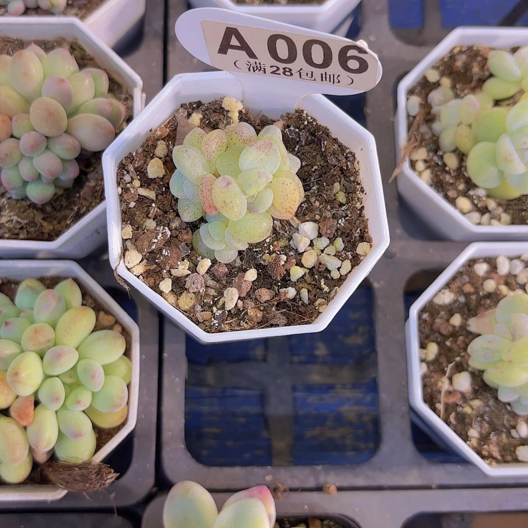 A006冰玉石化一物一拍