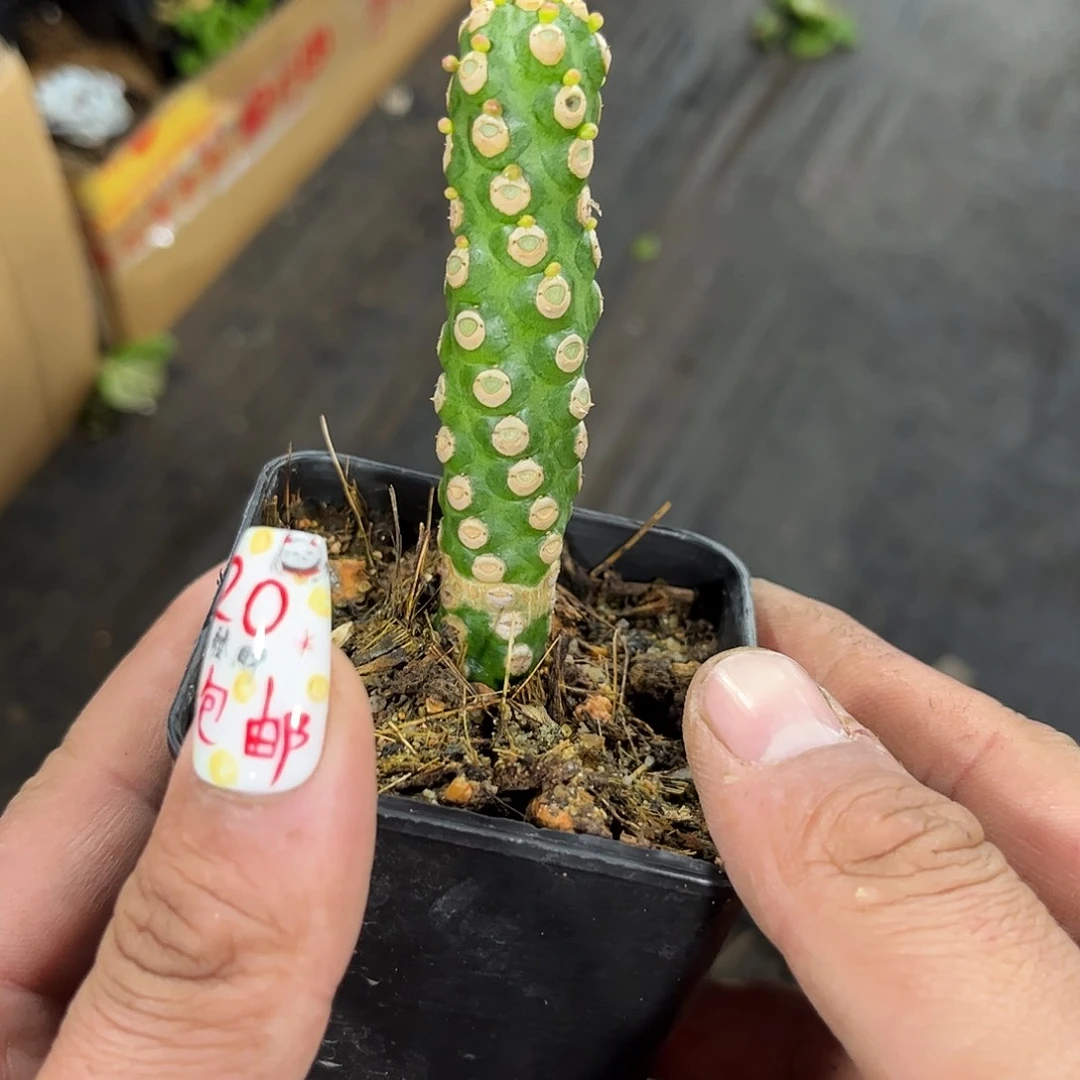 无刺霸王鞭有根发货有根