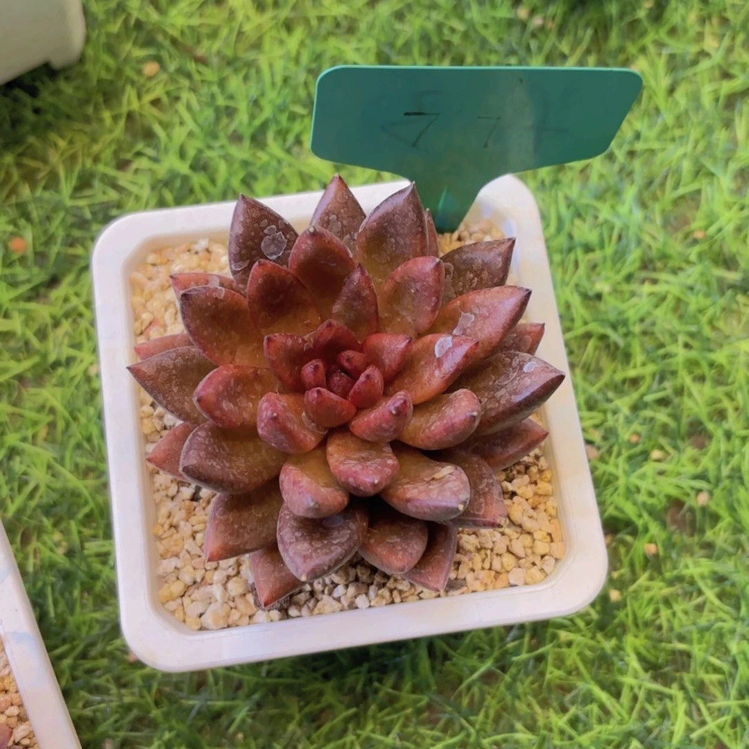 小***堡云南金致家精品多肉