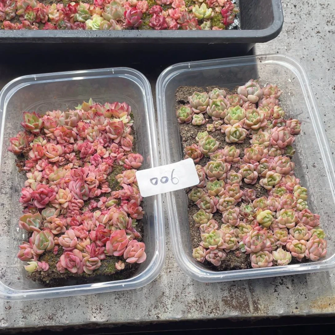 云糖心多肉植物006