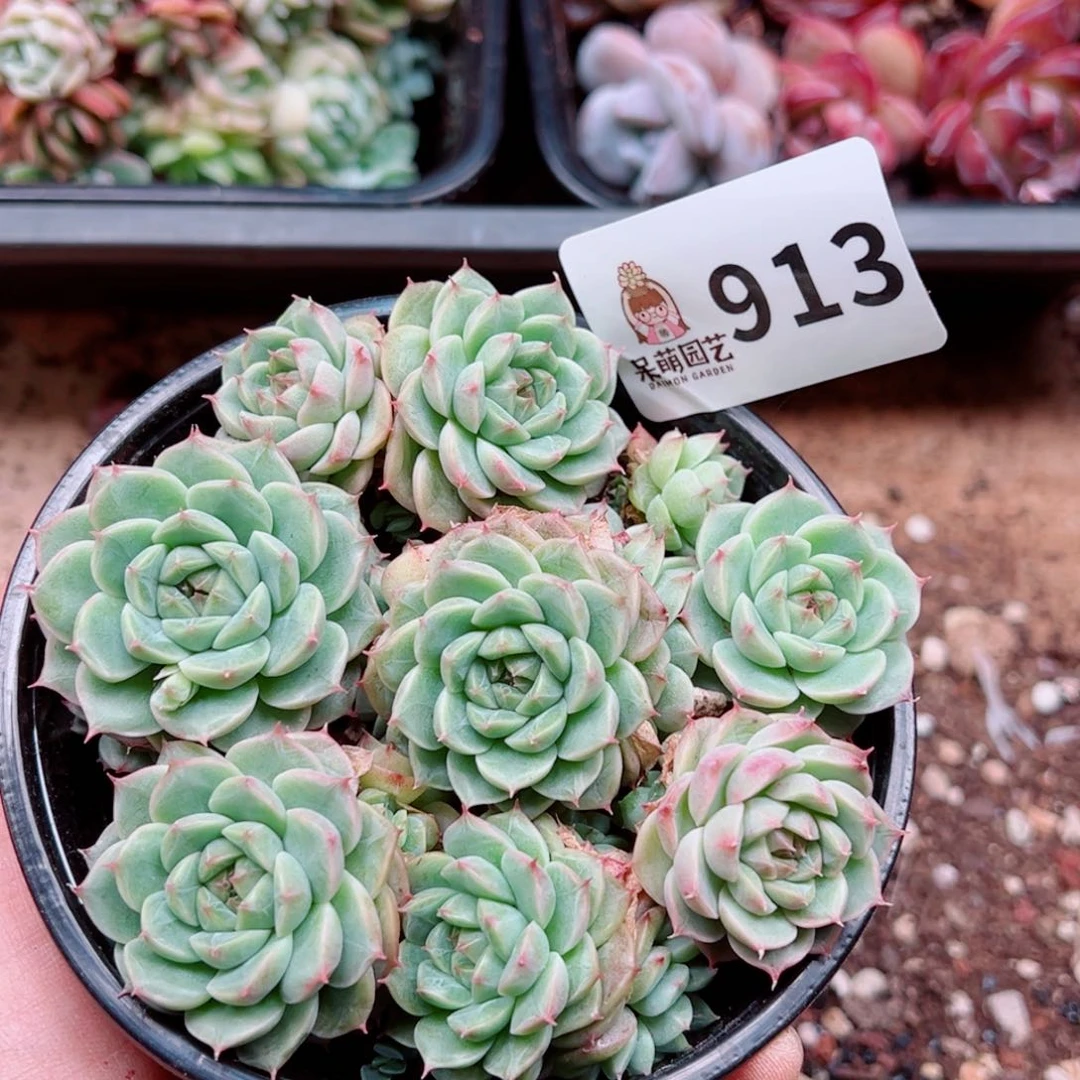 当前无花朵，栽培后可花朵