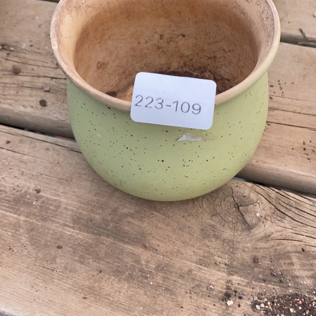 红陶种****菜109号多肉花盆一个