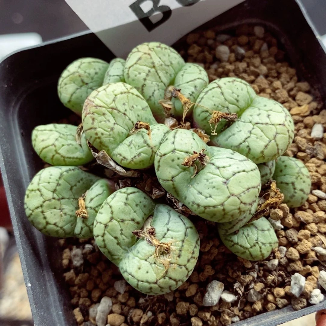 我的小姐姐们都是我的611