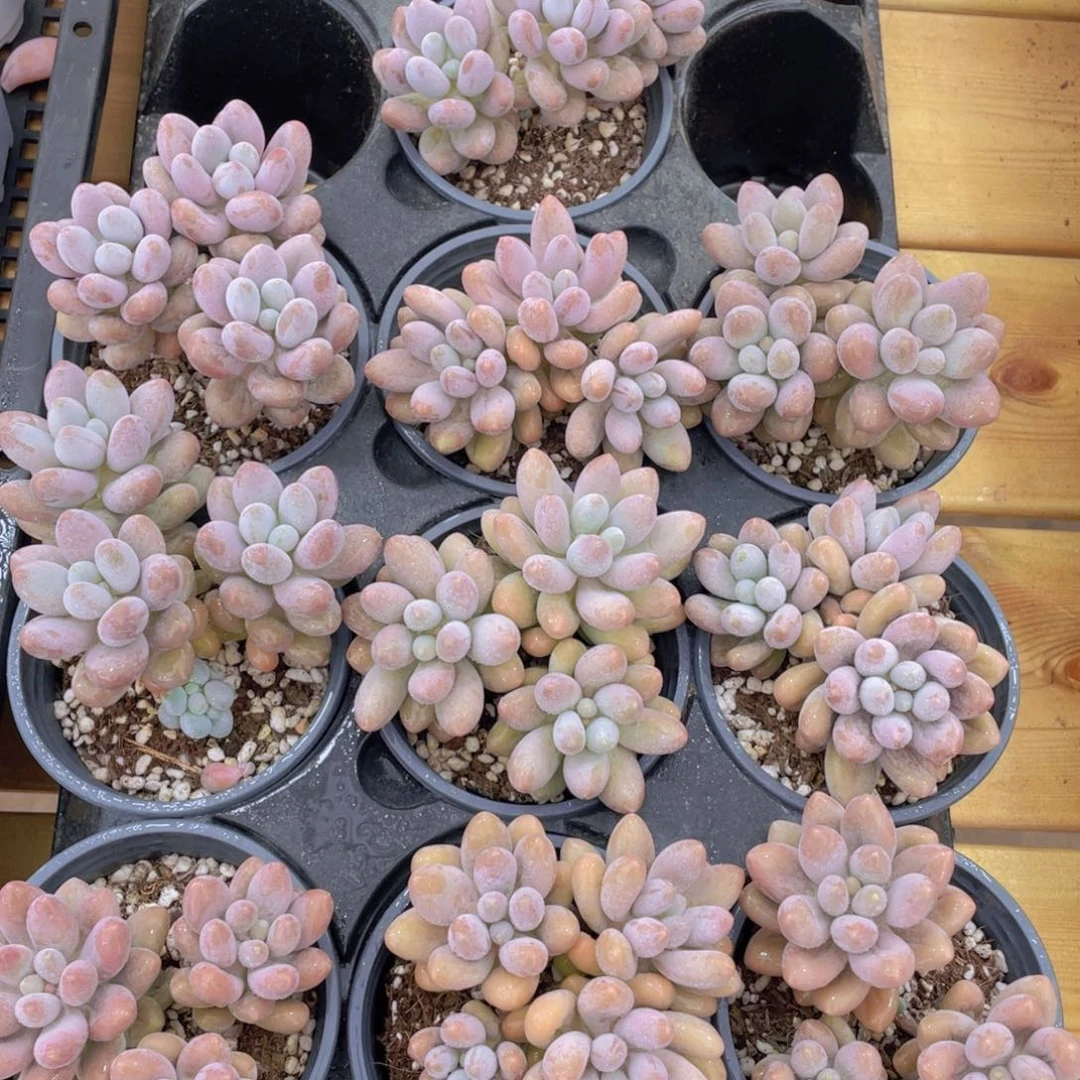 1143号 汤圆大群生一个带盆土