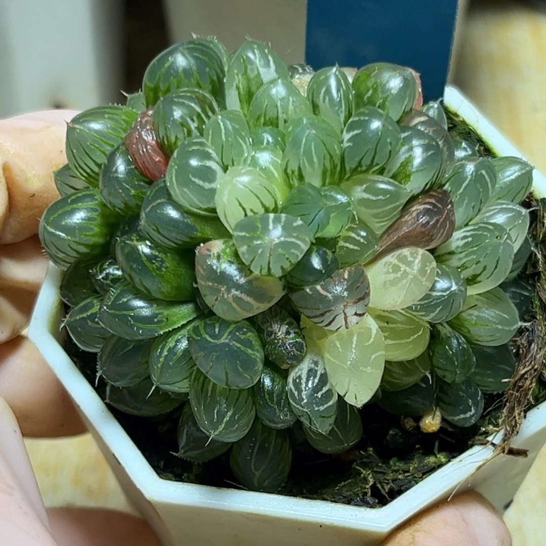 恭喜发财大吉大利0285天线多肉