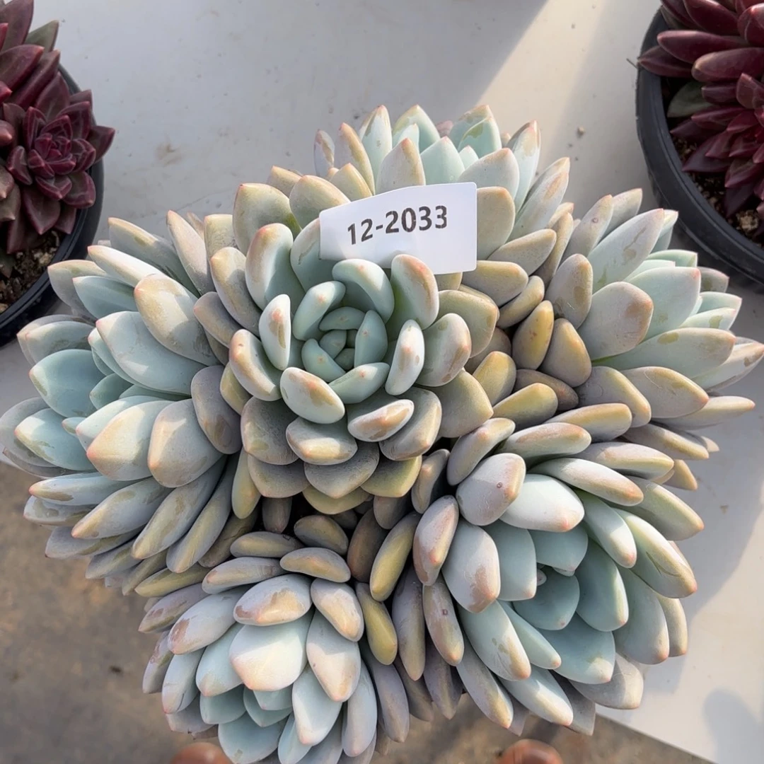 2033奥橙多肉植物