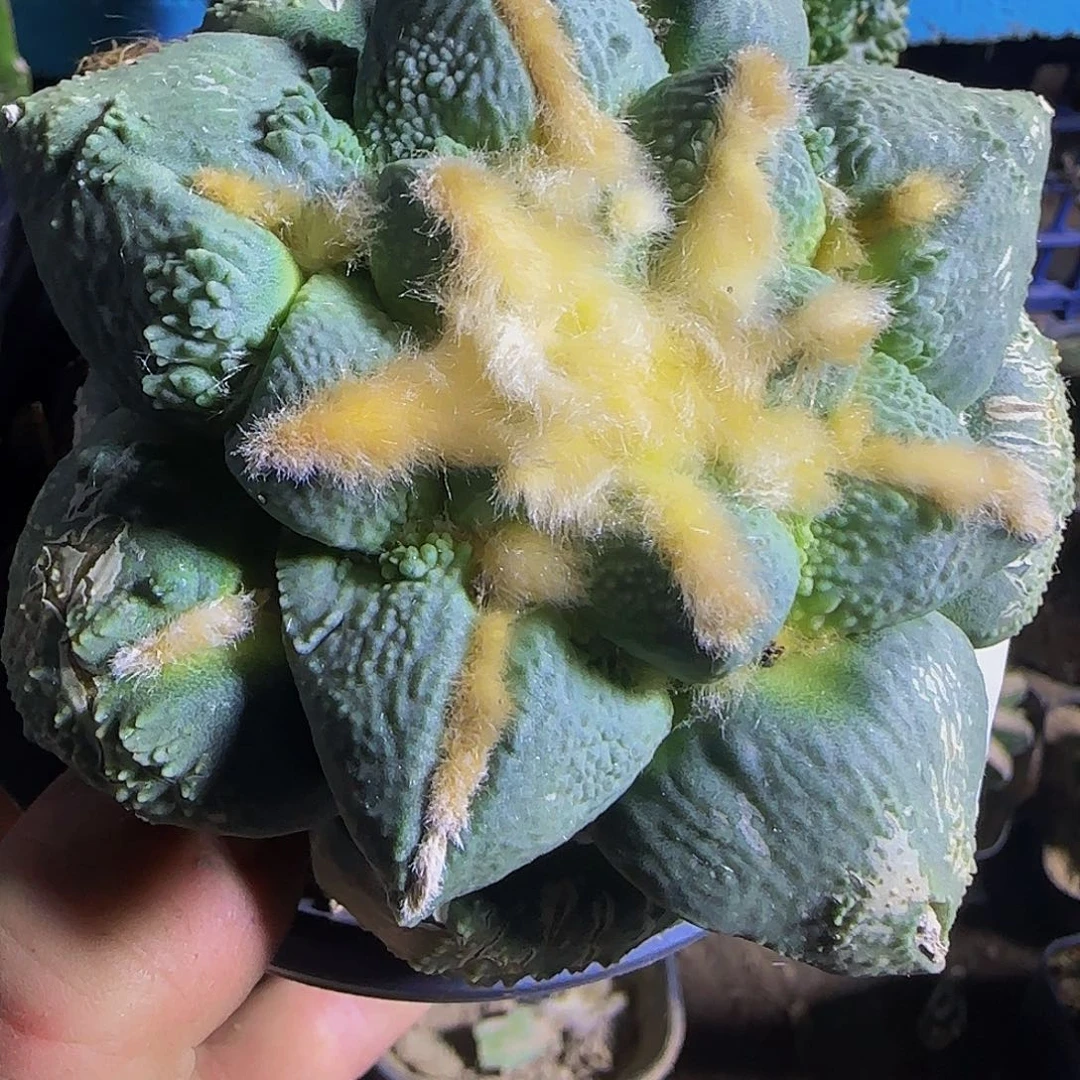 中筋怒415仙人球开花