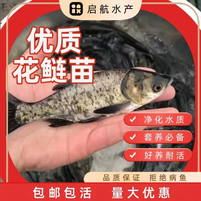 鱼苗食用养殖超大鳙淡水鳙鲢大头鱼苗鲢大头鱼苗超大花鱼苗胖头鱼