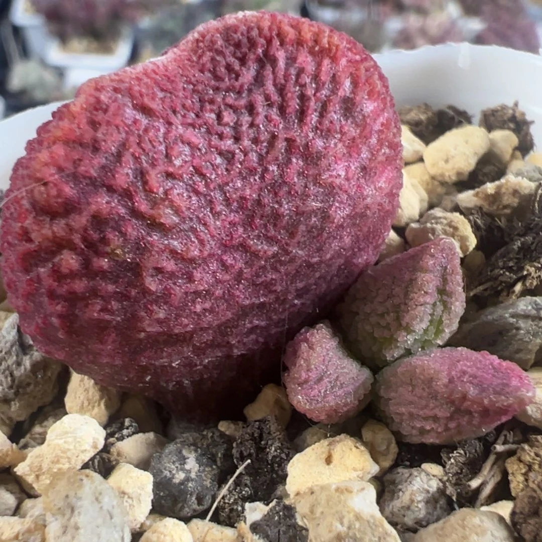 实生新品大苗多肉植物水泡