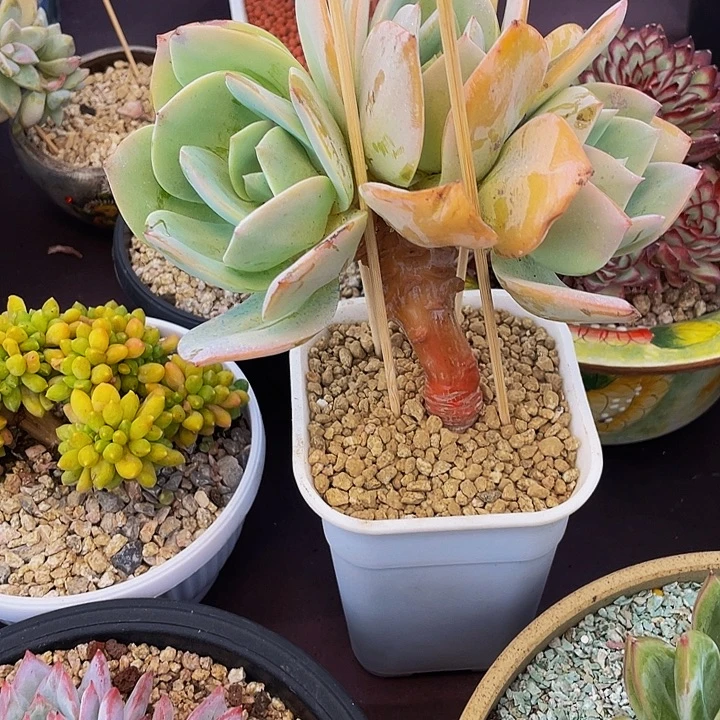 *****多肉植物白凤发货