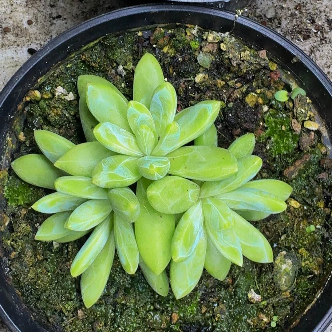 朵唯奇 三头 一物一拍