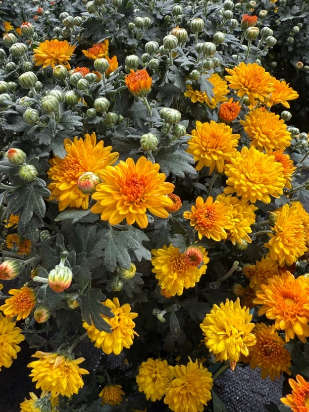 球菊千头菊（橙色泡泡）栽耐寒耐热四季开花适合阳台庭院种植