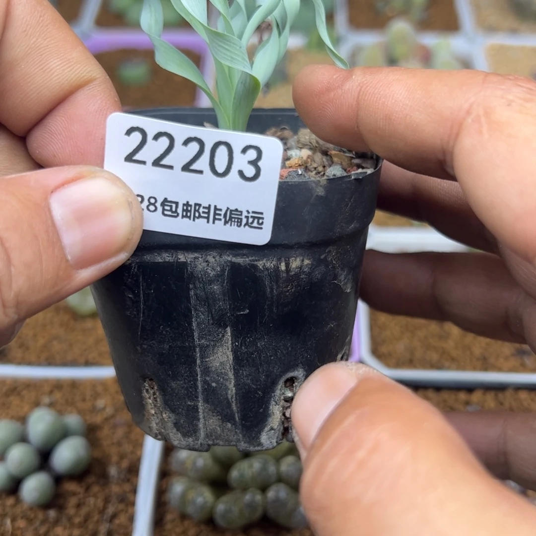 大家过年好22203