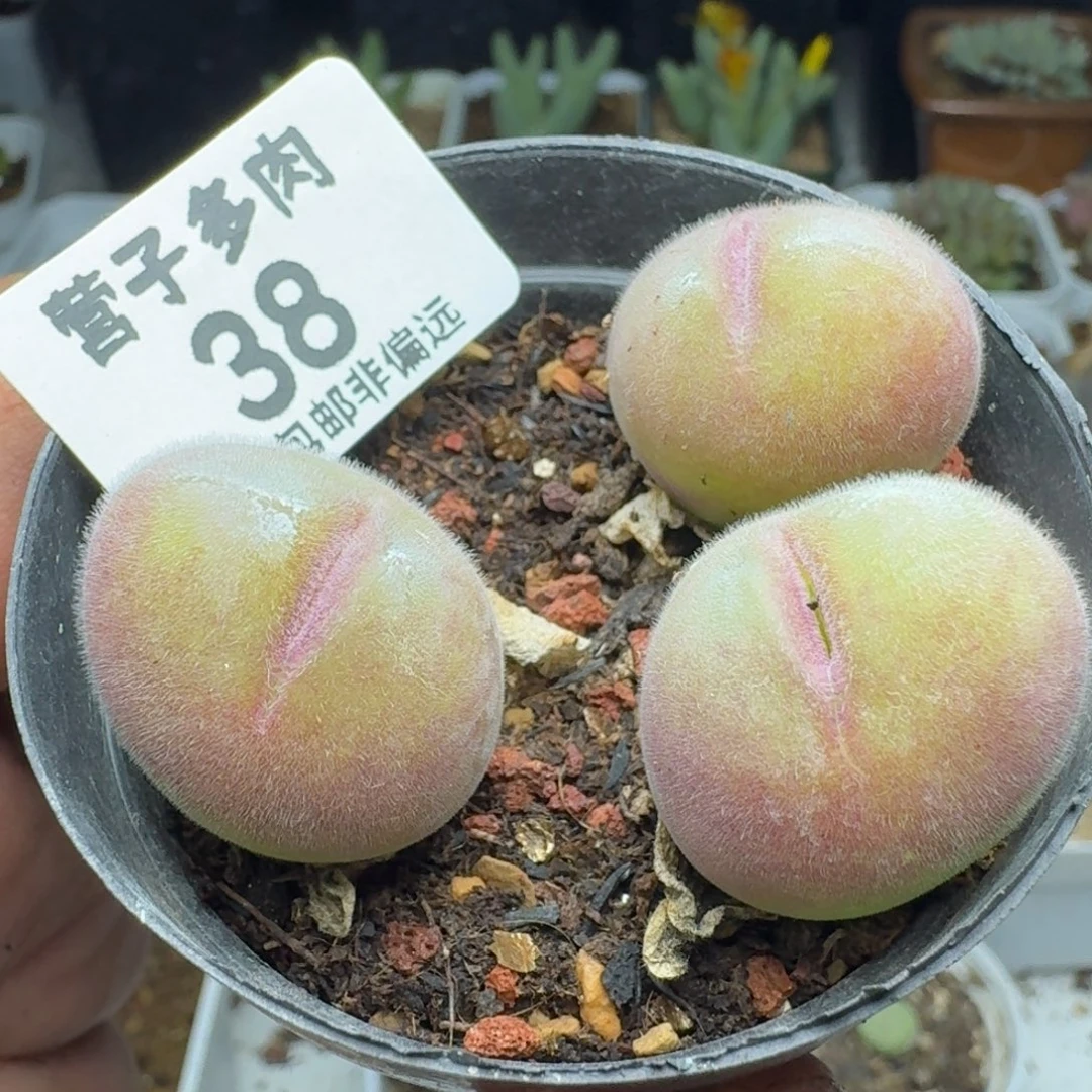 长毛3头带盆土。