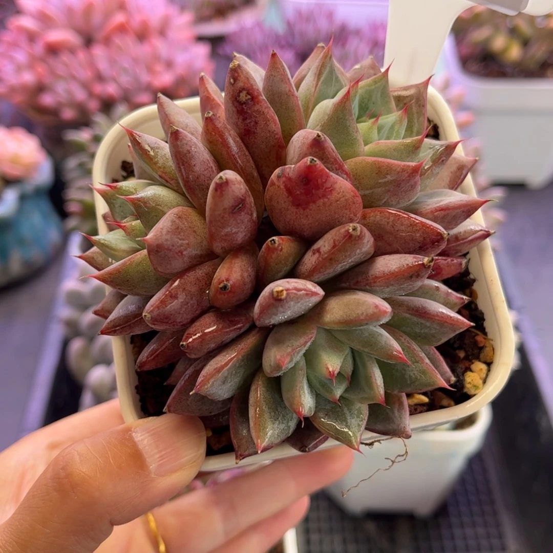 0876 天冷必拍保温箱