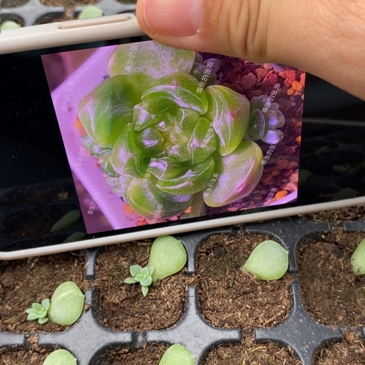 乖财富c2芽苗一个量拍
