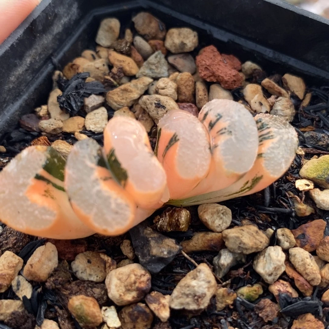 31浮藻玉扇锦一物一拍