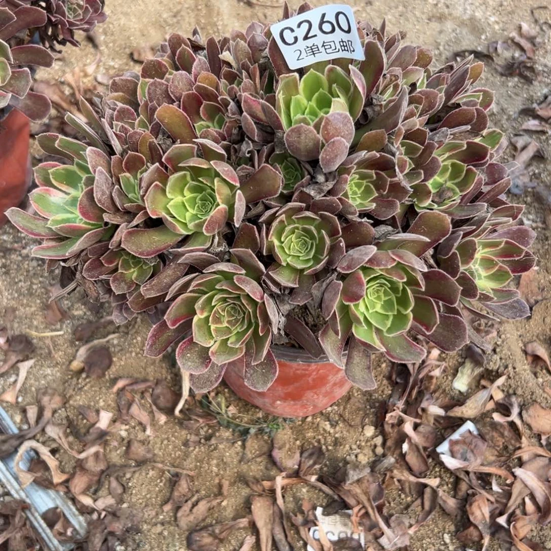 260多肉 金丝捋 不包断头