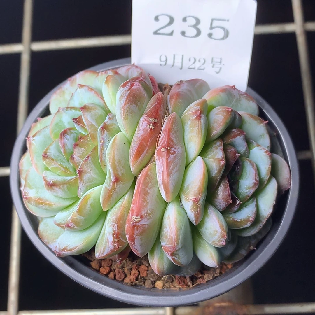 【闪购商品】云235号冰魄8厘米