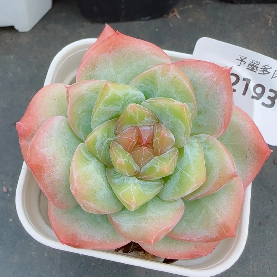 孤品糖心，2193多肉植物
