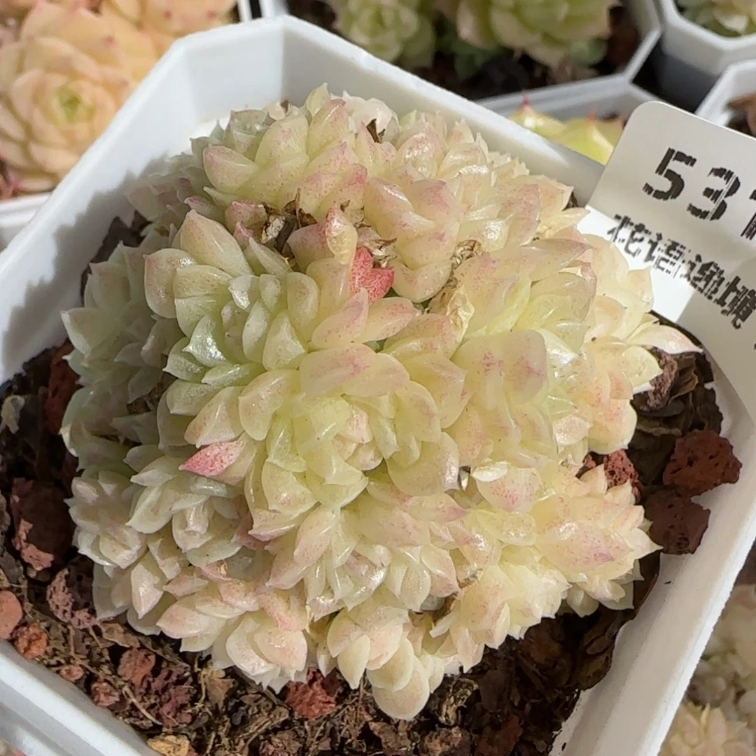 花语逸镜0130-531散