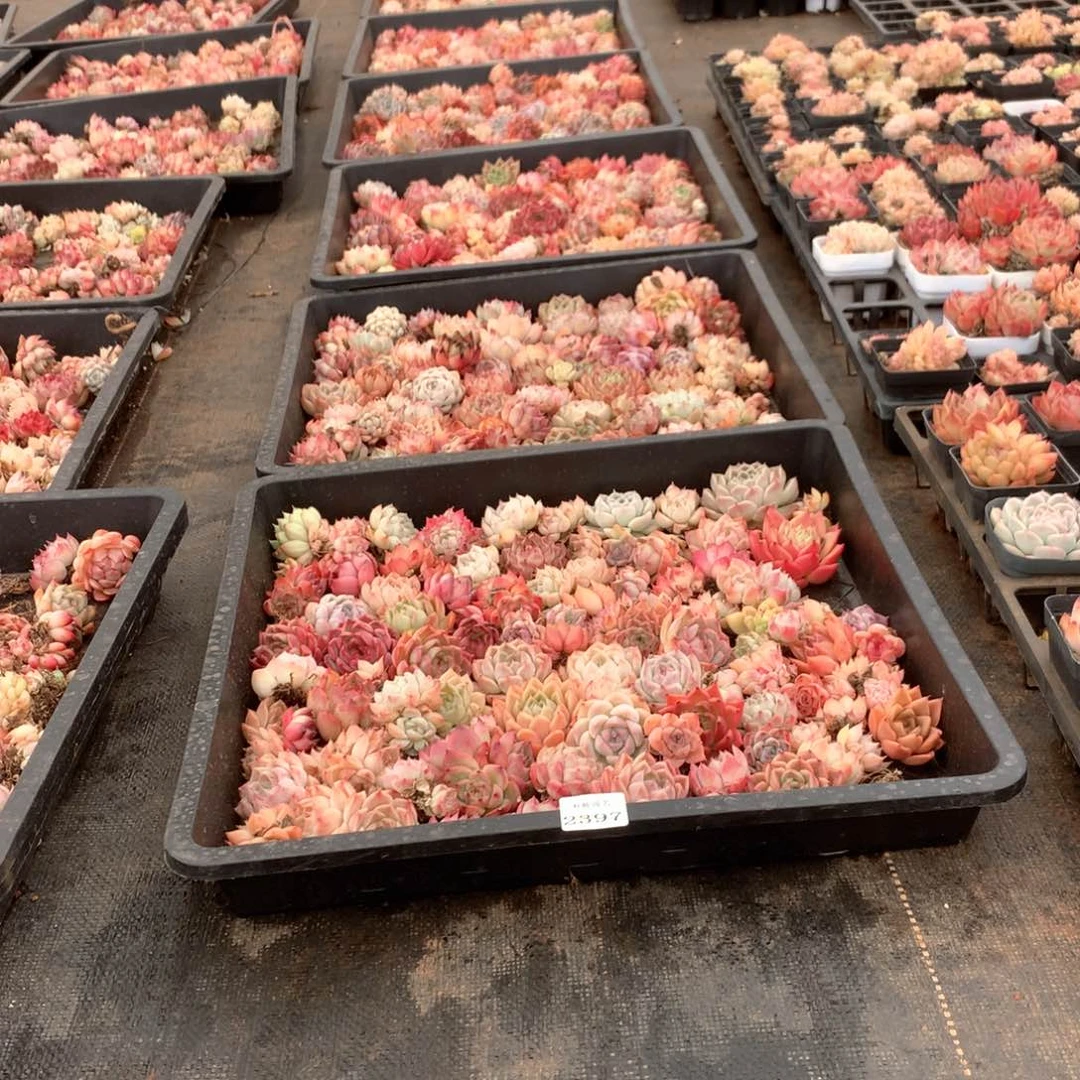 陌**开2397瑕疵不售后8框