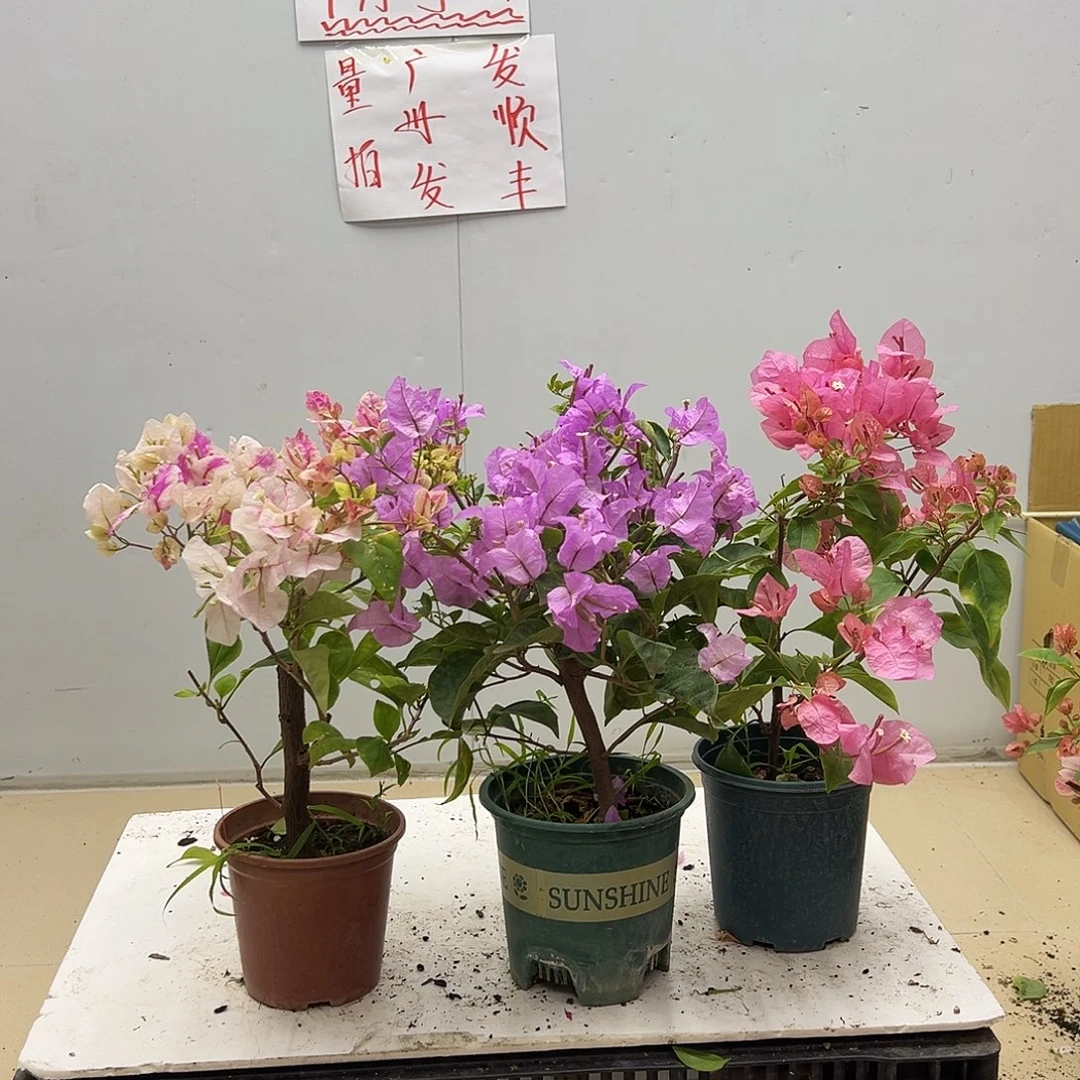 大部分花苞少量开放斑红英，巴西紫，橙粉公主组合