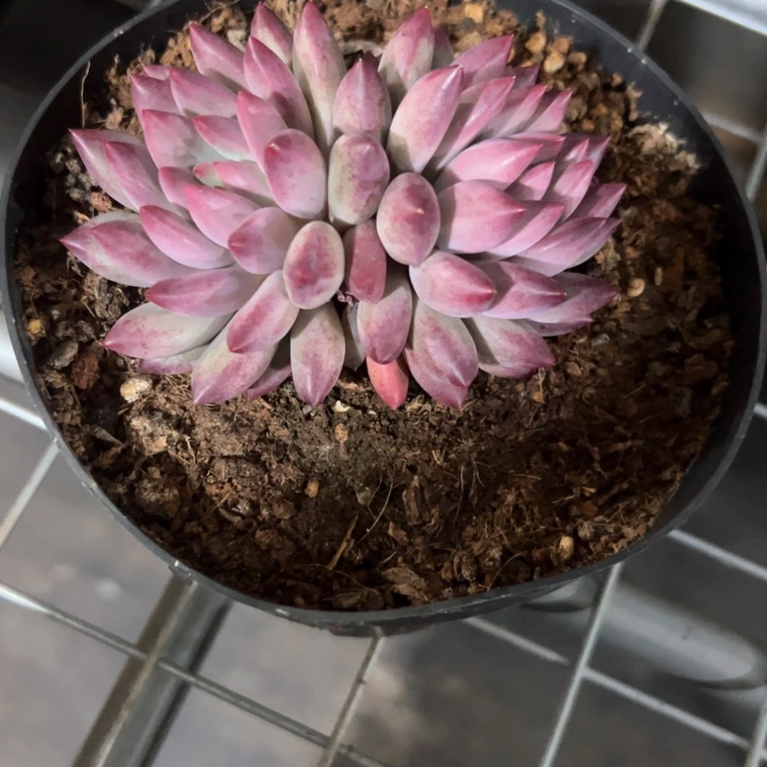 J***呀多肉植物多肉植物