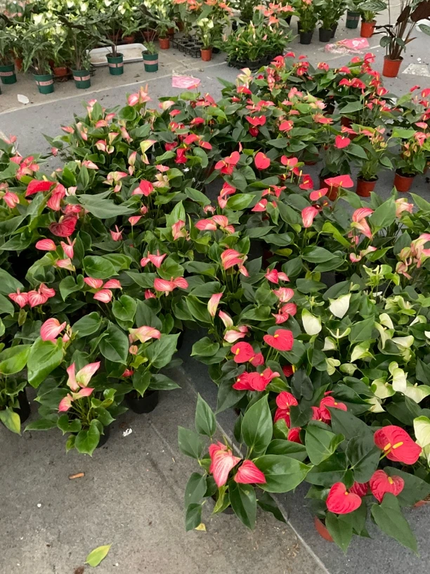 特价福利专用   红掌竹芋绿植花卉
