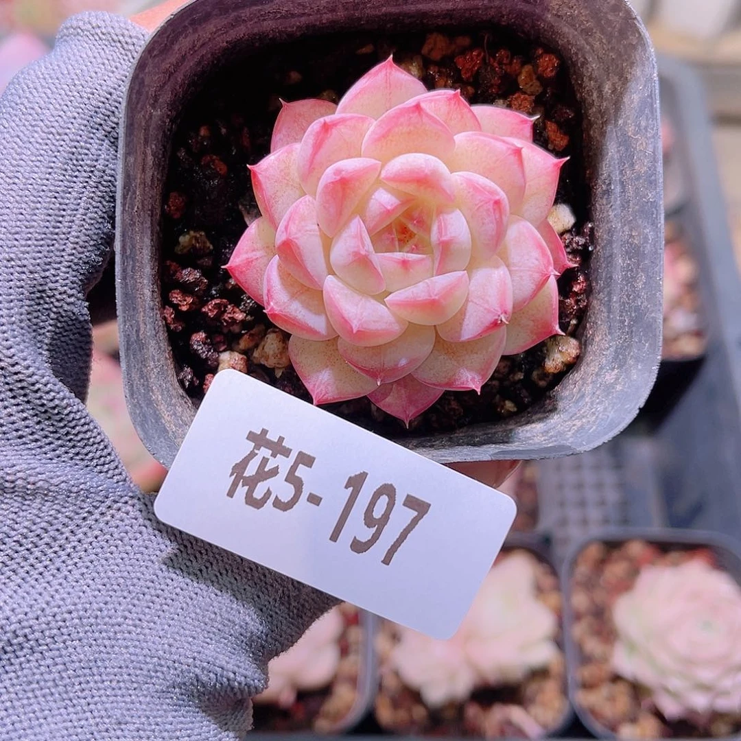 花05-197白桃汽水