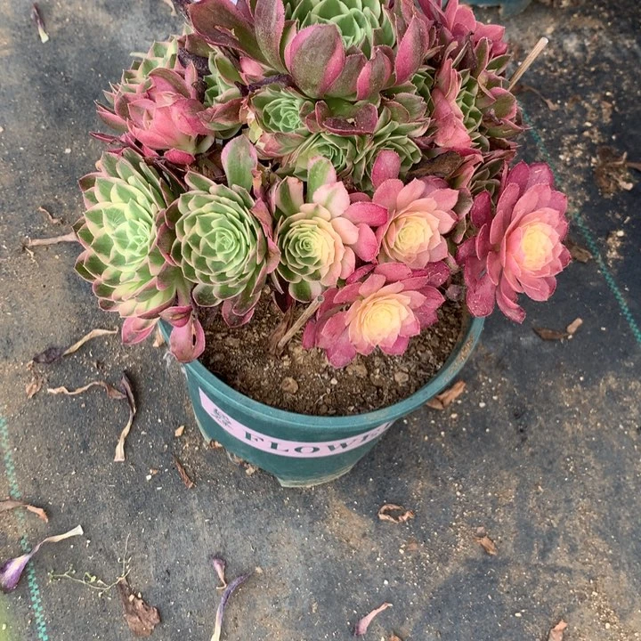 253海王多肉特价不售后