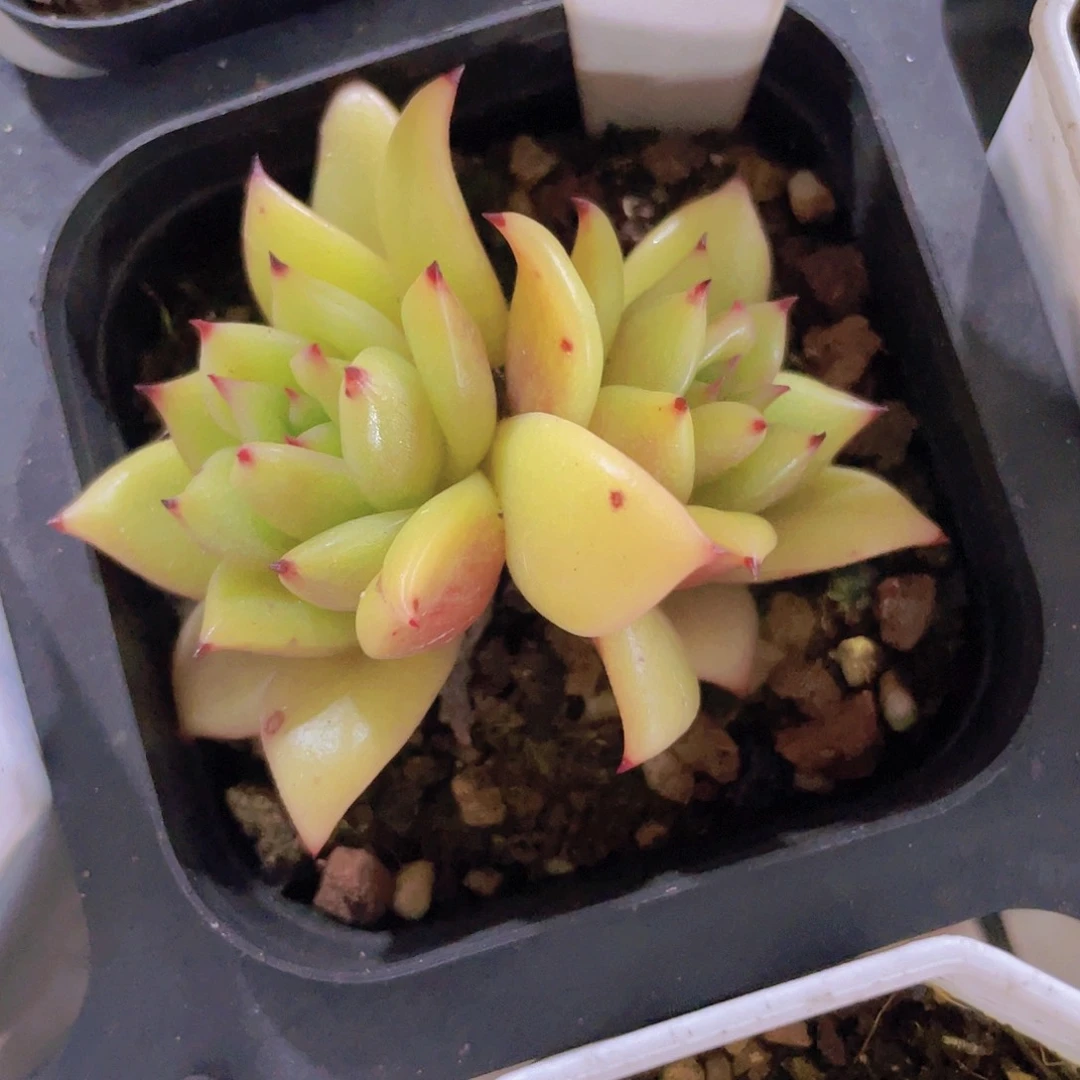 小*富蔷薇玫瑰e046一物一拍