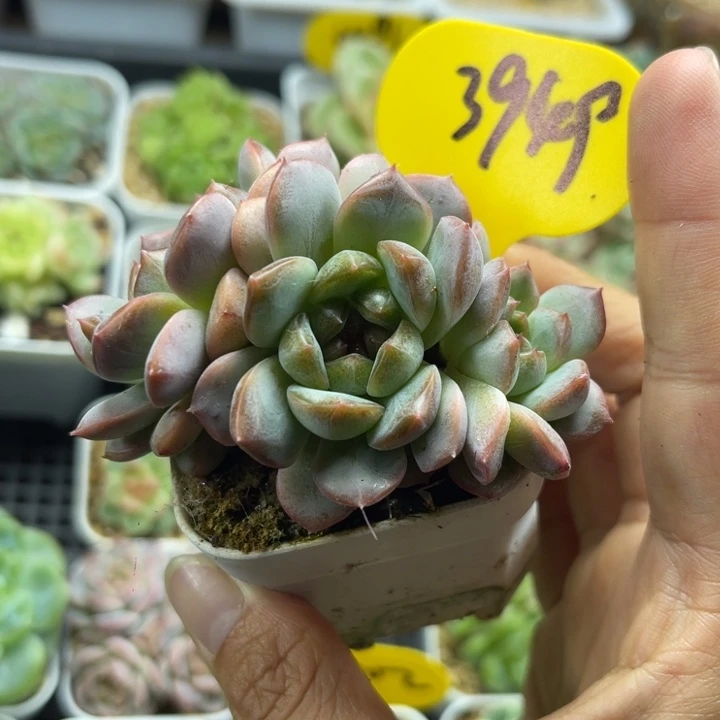 胭脂甜心3头群3949