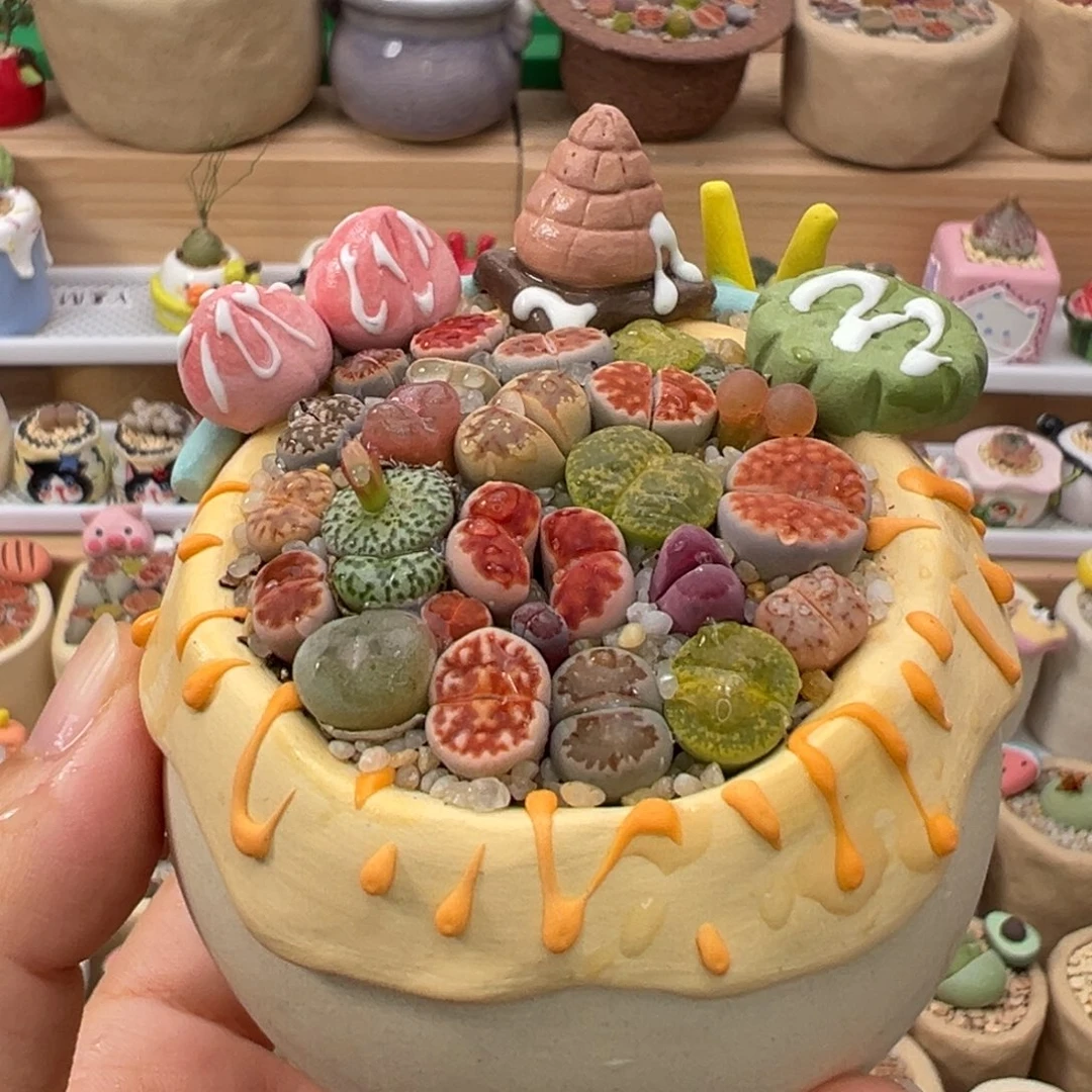 多肉植物96号彩色