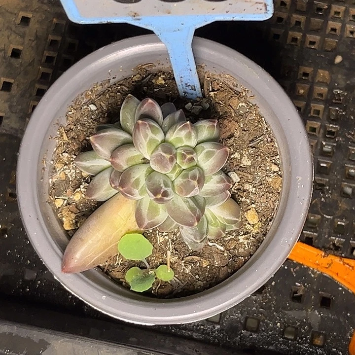 平***亿多肉植物申公豹039