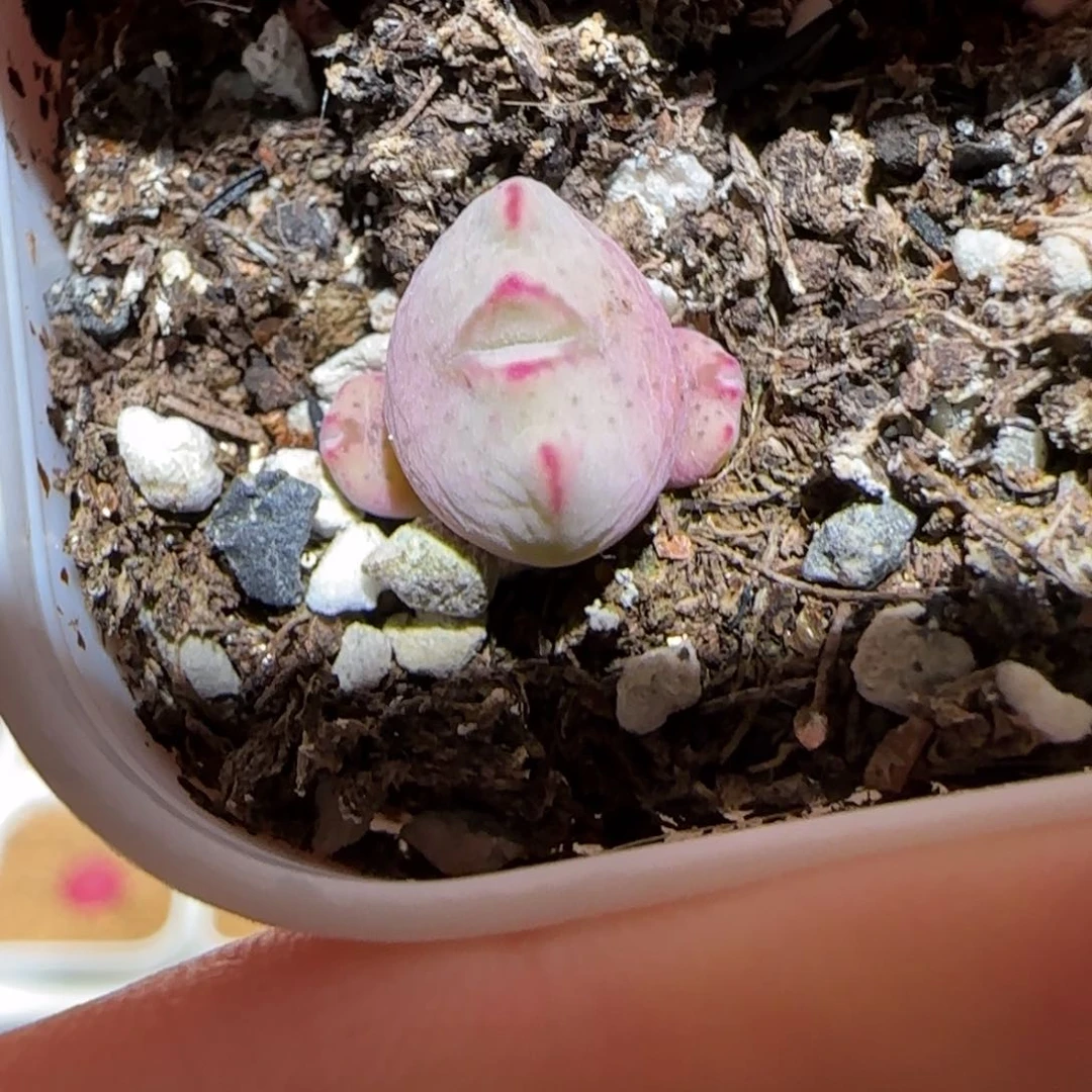 微木园艺多肉-1455.8、3