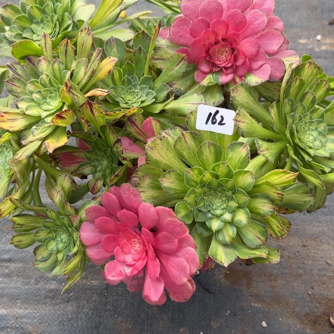 162知否多肉多肉多肉多肉