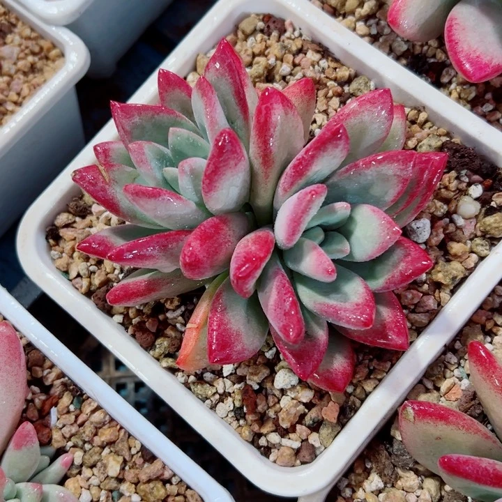 精品多肉植物老桩