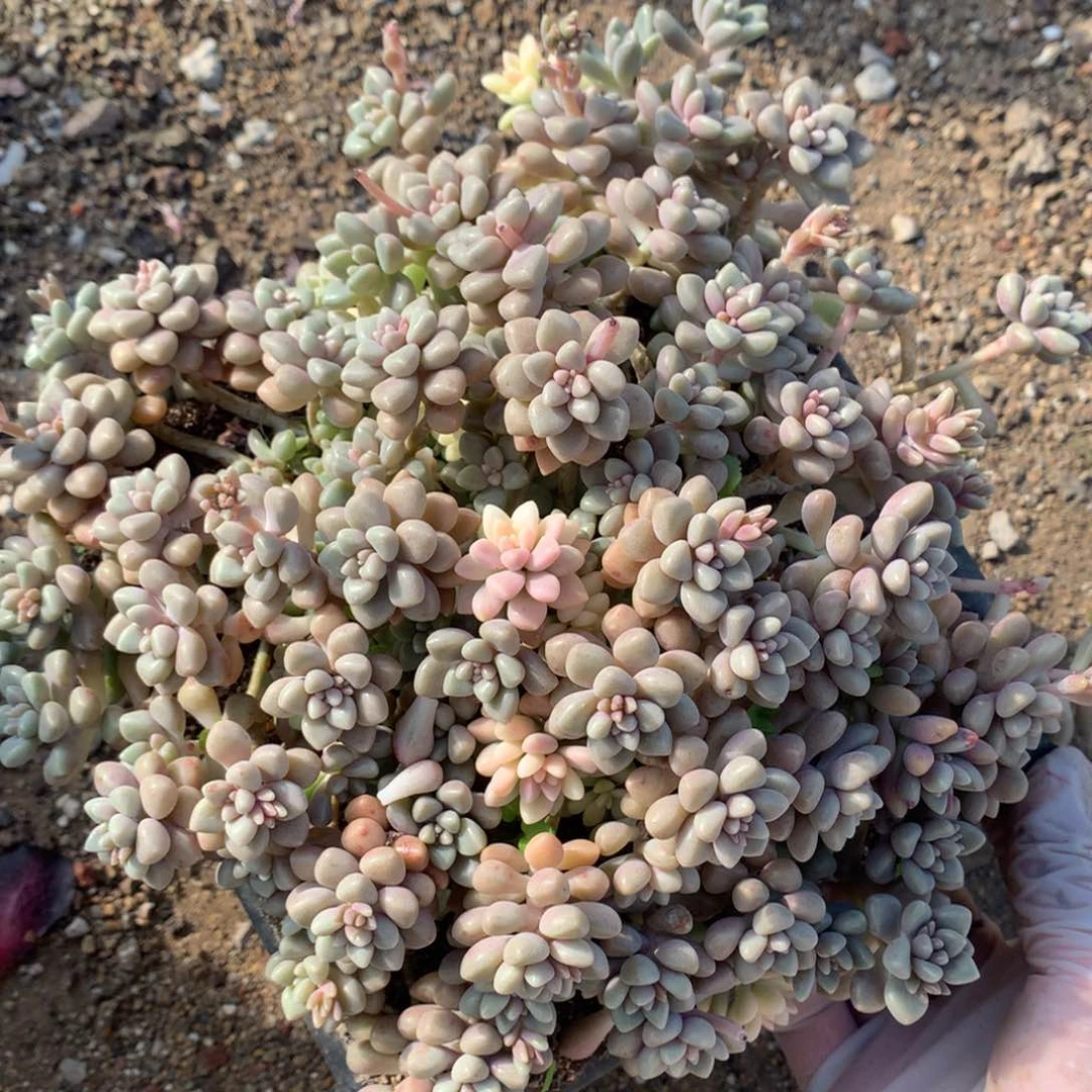 原始姬秋丽一物一拍