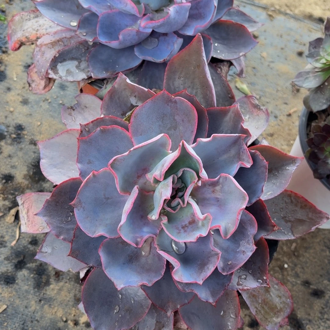 晚霞多肉植物捧花2多肉